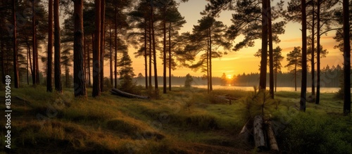 Sunset in a pine forest wit...