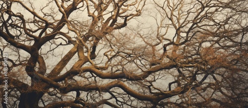 Tree's texture and structur...
