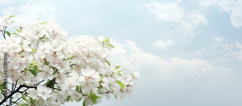 White blossoming apple tree in spring with a beautiful copy space image.