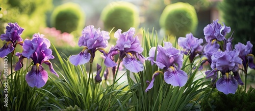 Blooming purple irises crea...
