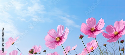 Cosmos flower with copy space image.