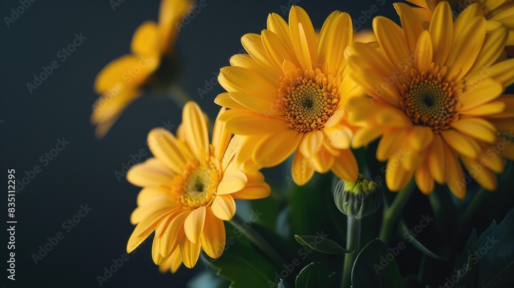 Flower Showcasing Bright and Elegant Yellow Daisies Flower Showcasing Bright and Elegant Yellow Daisies