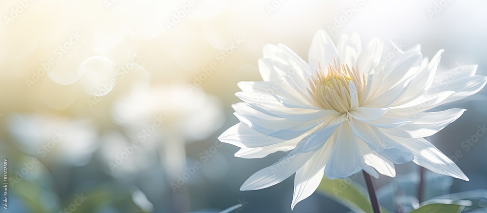 A white flower with a backdrop of sunlight creating a copy space image. A white flower with a backdrop of sunlight creating a copy space image.