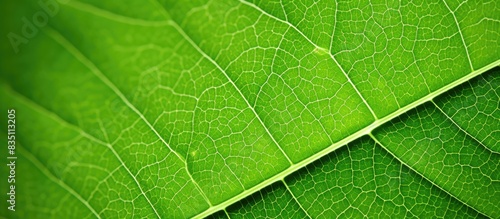 Macro view of a green leaf ...