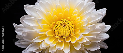 The inodorum chrysanthemum flower displays a bright white petal surrounding a vibrant yellow center, creating an eye-catching copy space image. photo