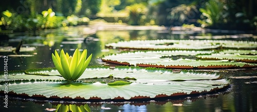 An enormous lily pad floating in a pond with ample copy space image.