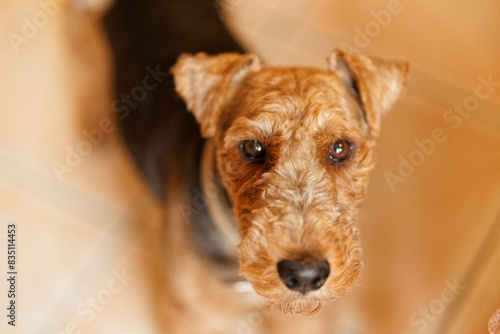 
Welsh Terrier