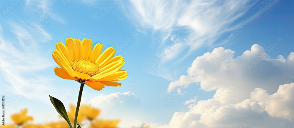 Yellow flower on a vibrant sky with fluffy clouds, providing an elegant copy space image.
