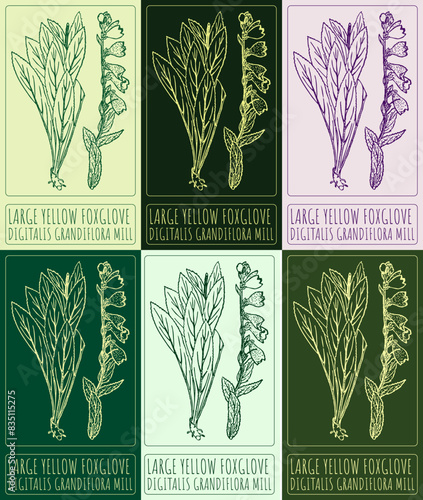 Set of vector drawing LARGE YELLOW FOXGLOVE in various colors. Hand drawn illustration. The Latin name is DIGITALIS GRANDIFLORA MILL.