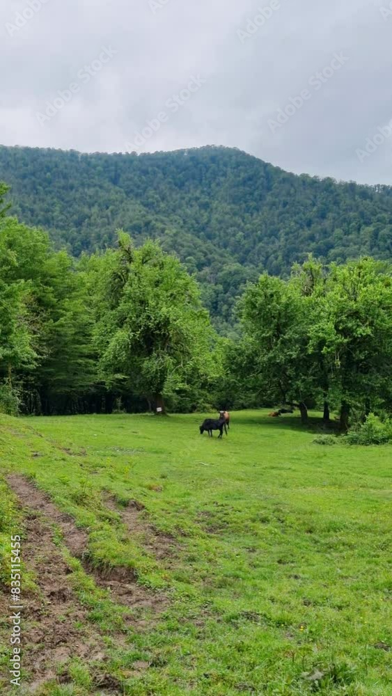 Cows grazing in the meadow in mountain landscape. Cattle on a mountain pasture. Vertical video. Cows grazing in the meadow in mountain landscape. Cattle on a mountain pasture. Vertical video.