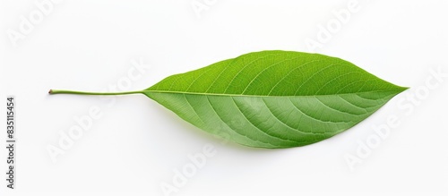 Image of a leaf with an emp...