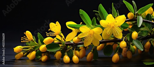St John's Wort berries, scientifically known as tutsan hypericum androsaemum, are shown in the copy space image. photo