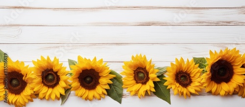 Sunflower flowers on a white wood grain backdrop with copy space image.