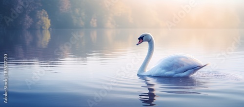 Swan floating gracefully on...