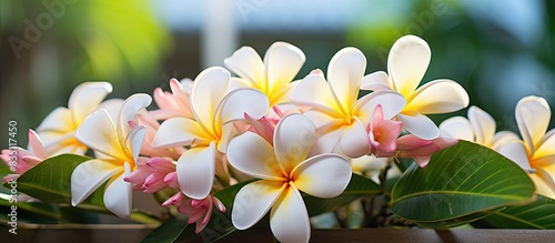 Plumeria flowers with copy space image in the garden.