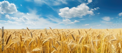 Field of ripe barley in a C...