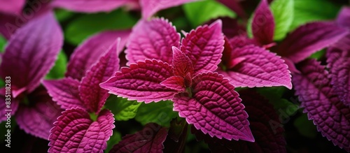 A detailed shot of Coleus scutellarioides, also called coleus, a flowering plant in the Lamiaceae family, with copy space image.