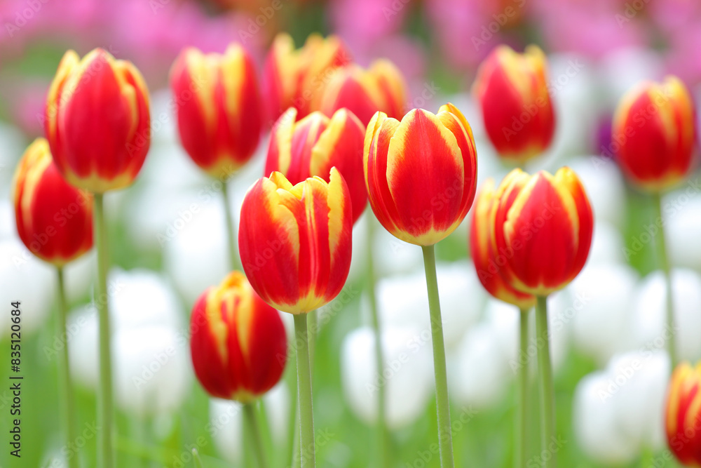 Colorful tulips blooming in the garden.