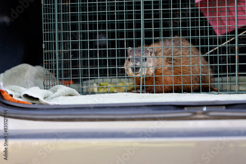 Attrapez une marmotte dans une cage et placez-la dans la voiture pour la déplacer