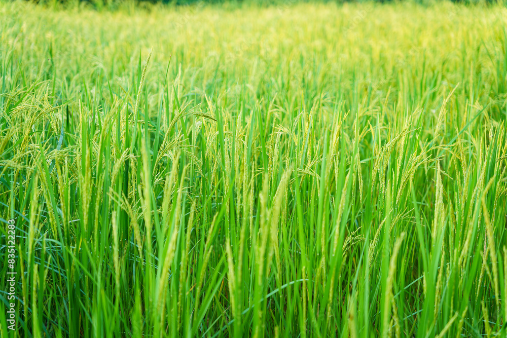 Paddy fields rice plants are seen close up in the indian Sundarbans, the largest mangroves forest in the world. Pristine rural habitat in the countryside of India Paddy fields rice plants are seen close up in the indian Sundarbans, the largest mangroves forest in the world. Pristine rural habitat in the countryside of India