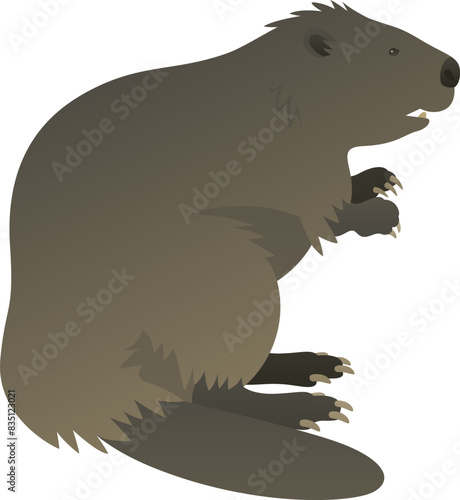 Color vector illustration of standing beaver builder side view. Wild animal semiaquatic rodent isolated on white background. Wildlife of the world. © Anastasiia Neibauer
