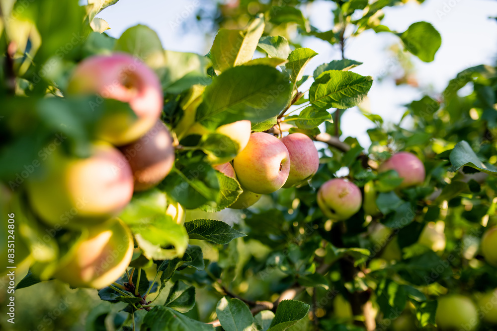 Ripening apples on apple tree branch on warm summer day. Harvesting ripe fruits in an apple orchard. Growing own fruits and vegetables in a homestead. Ripening apples on apple tree branch on warm summer day. Harvesting ripe fruits in an apple orchard. Growing own fruits and vegetables in a homestead.