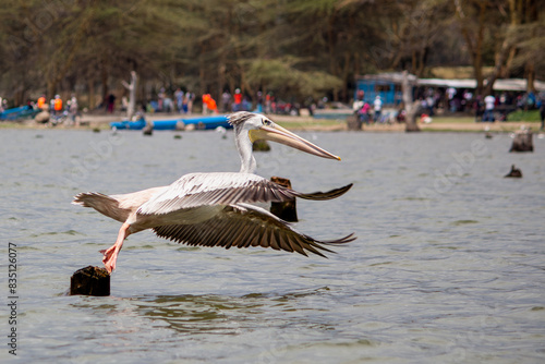 A pink-backed pelican taking flight from a semi-submerged post in Lake Naivasha  Kenya