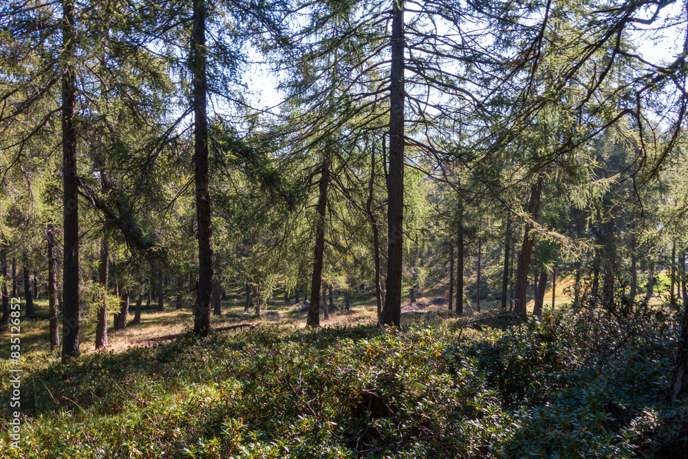 beautiful coniferous forest on the mountain slope beautiful coniferous forest on the mountain slope