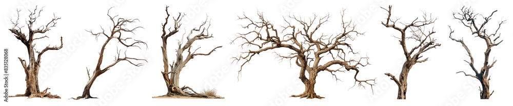 Fototapeta premium Dried tree png element set on transparent background