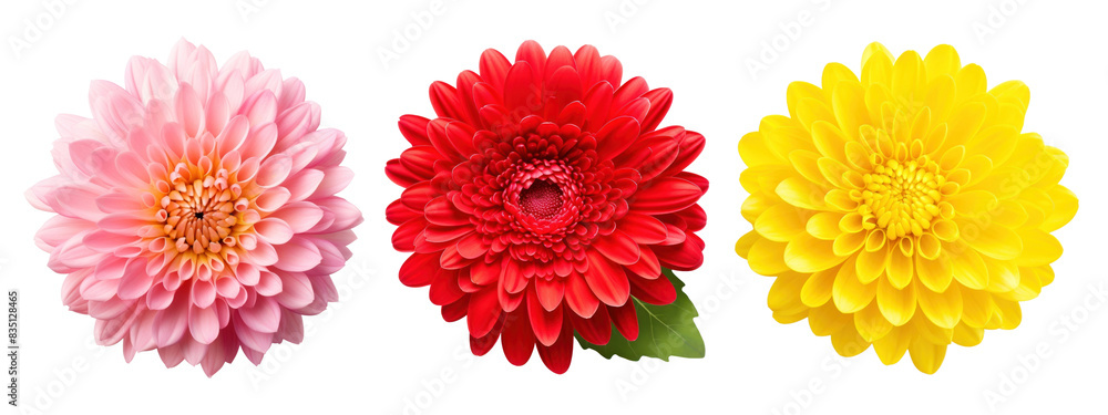 Chrysanthemum flowers png element set on transparent background Chrysanthemum flowers png element set on transparent background