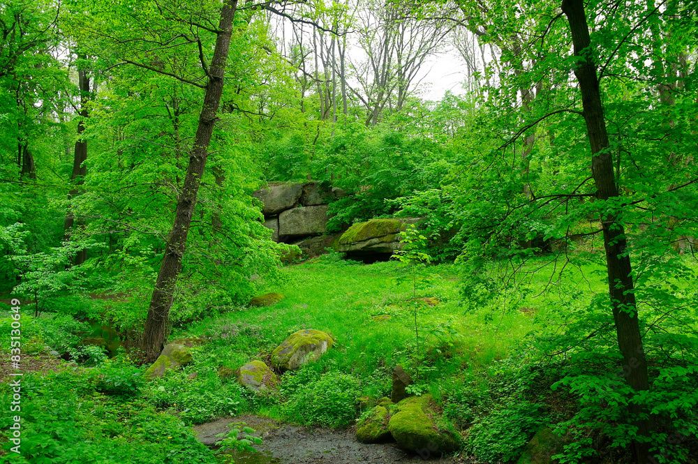 Green forest in the morning, spring in the park, path in the woods Green forest in the morning, spring in the park, path in the woods