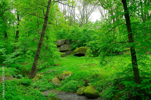 Green forest in the morning  spring in the park  path in the woods