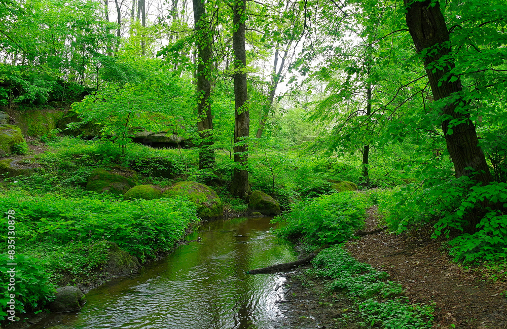 Old abandoned river or pond, a lot of green algae, swamp, environmental disaster, stream in the forest. Spring landscape Old abandoned river or pond, a lot of green algae, swamp, environmental disaster, stream in the forest. Spring landscape