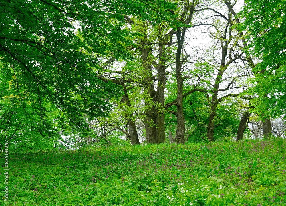 Green forest in the morning, spring in the park, path in the woods Green forest in the morning, spring in the park, path in the woods