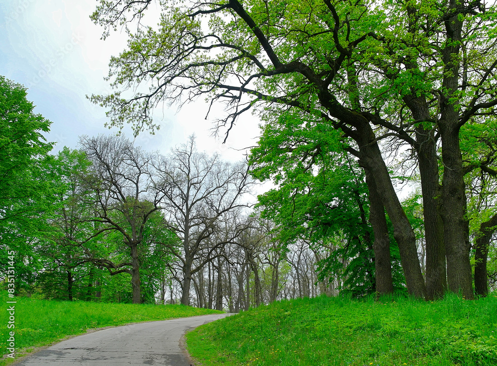 Green forest in the morning, spring in the park, path in the woods Green forest in the morning, spring in the park, path in the woods