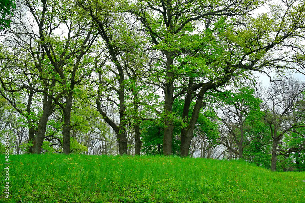 Green forest in the morning, spring in the park, path in the woods Green forest in the morning, spring in the park, path in the woods