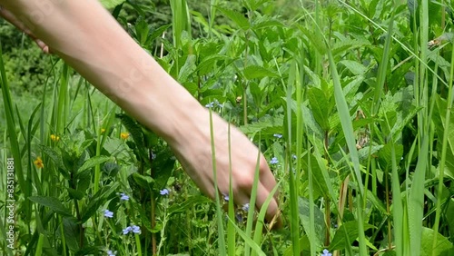 Hand harvest fresh mint leaves. Picking mint in the garden. Fresh wholefoods farmer's market produce. Healthy lifestyle concept, healthy food.