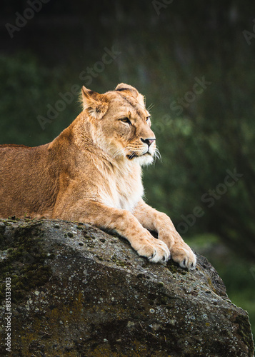portrait of a lioness