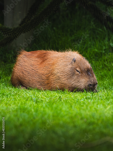 Capybara Sleep