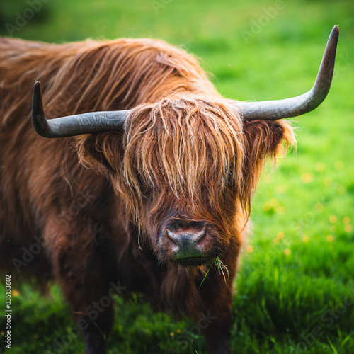scottish highland cow