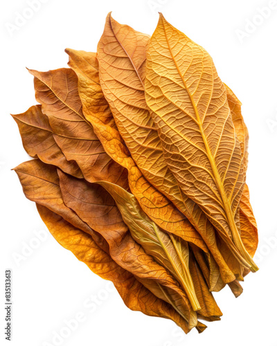 Cluster of golden-brown tobacco leaves in daylight, perfect for design projects with transparent background