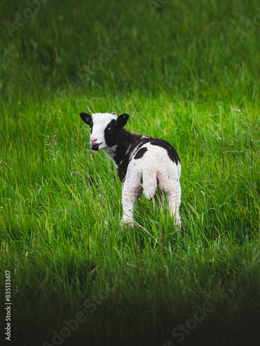 Baby Lamb