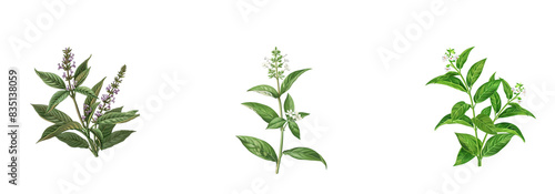Isolated Herbal Plants Collection - Green Basil, Lavender, and Mint on White Background