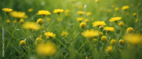 Spring summer natural background Juicy young green grass and wild yellow flowers on the lawn outdoors in morning.
