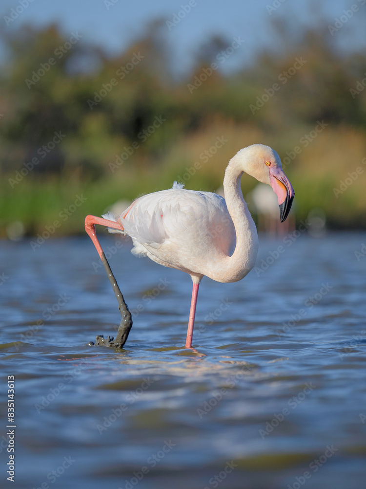 Fototapeta premium One walking pink flamingo (Phoenicopterus roseus) in wild nature