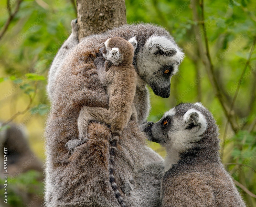 Obraz premium Family of ring tailed lemurs (catta lemurs) in a tree