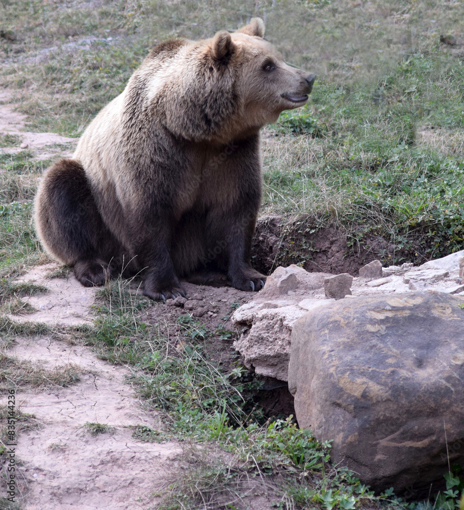 Braunbär Braunbär