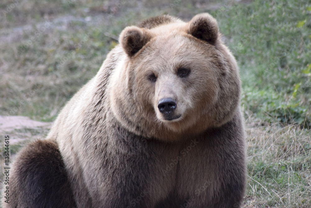 Fototapeta premium Braunbär