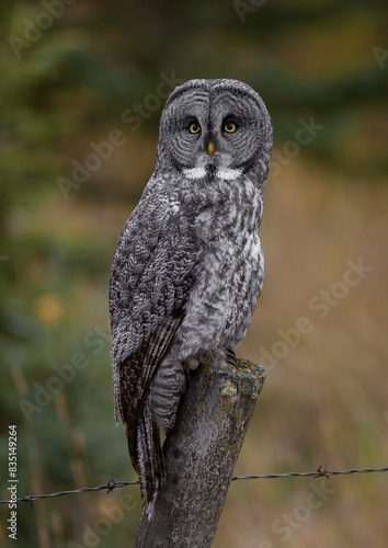 Wallpaper Mural Great grey owl hunting in the Rocky Mountains Torontodigital.ca