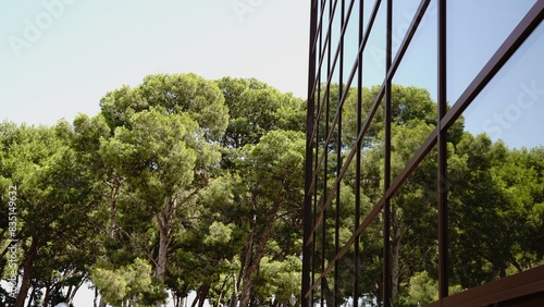 glass facade of modern building reflecting pine forest